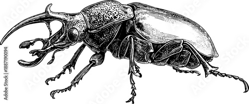 Vintage weevil beetle engraving for natural history illustration and botanical study
