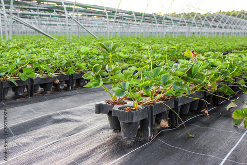 Foto Strawberry seedlings in a black plastic propagation tray placed on black agricultural mulch fabric with white grid lines