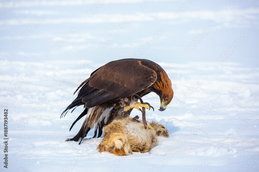 Fototapeta premium A large eagle caught a fox against a backdrop of snow. A bird of prey hunts its prey. A golden eagle sits in the snow, clinging to its prey. Falconry. A national tradition of Asia. Berkutchi,