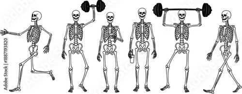 Human skeleton fitness activity illustration set showing exercise weightlifting walking and movement anatomy concept black and white vector art