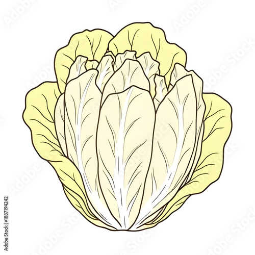 cabbage, vegetable, food, leafy, greens, healthy, nutrition, fiber, vitamin, vegan, vegetarian, organic, fresh, farm, harvest, garden, plant, cooking, ingredient, kitchen, outline, sketch, lineart, ha