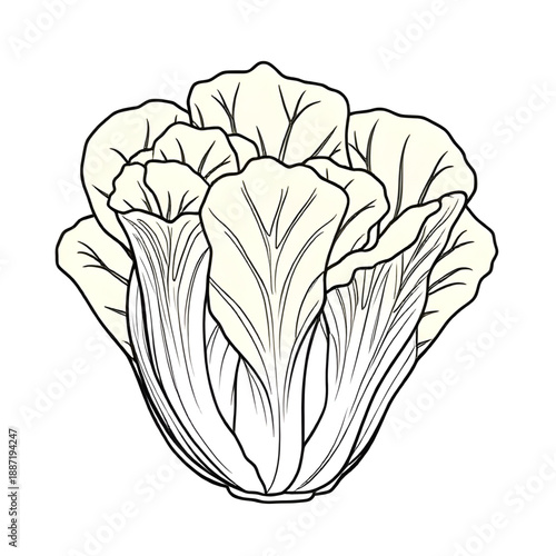 cabbage, vegetable, food, leafy, greens, healthy, nutrition, fiber, vitamin, vegan, vegetarian, organic, fresh, farm, harvest, garden, plant, cooking, ingredient, kitchen, outline, sketch, lineart, ha