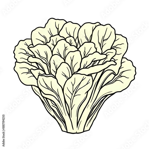 cabbage, vegetable, food, leafy, greens, healthy, nutrition, fiber, vitamin, vegan, vegetarian, organic, fresh, farm, harvest, garden, plant, cooking, ingredient, kitchen, outline, sketch, lineart, ha