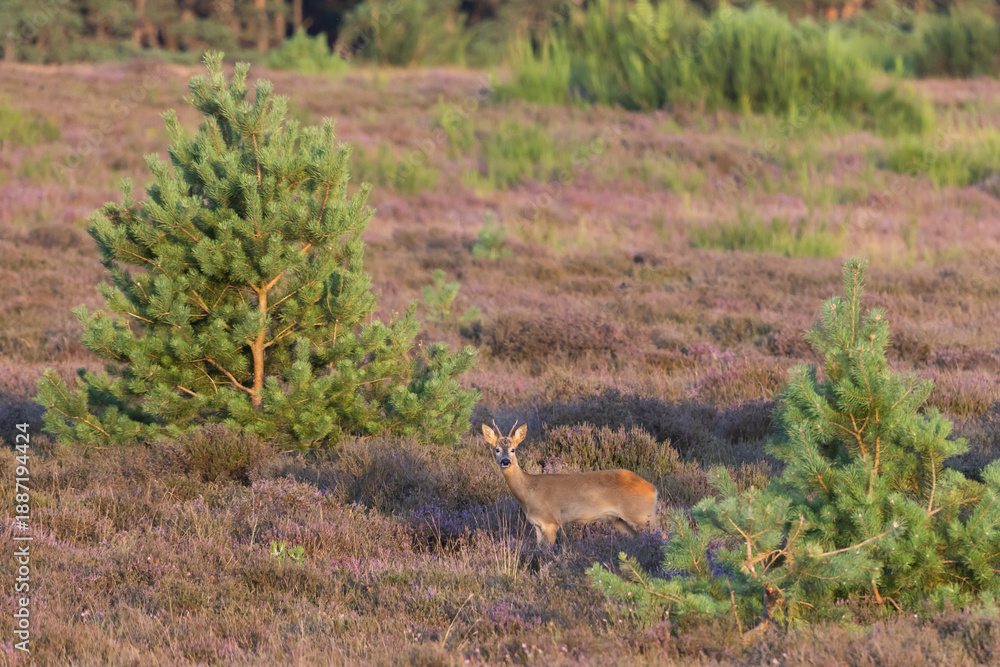 Obraz premium Roe deer foraging in Westerheide heathland during a serene summer evening