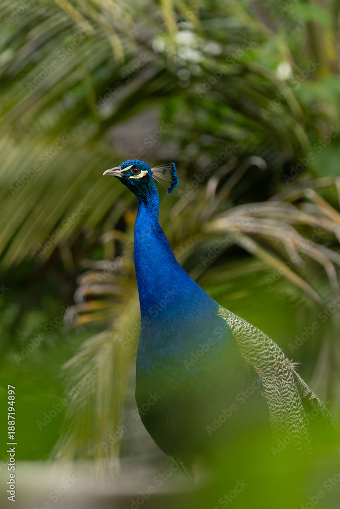 Obraz premium Peacock Standing in Natural Habitat