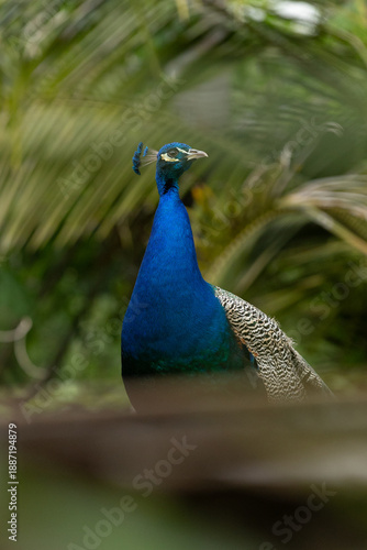 Wallpaper Mural Peacock Standing in Natural Habitat Torontodigital.ca