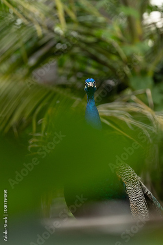 Wallpaper Mural Peacock Standing in Natural Habitat Torontodigital.ca