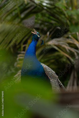 Wallpaper Mural Peacock Standing in Natural Habitat Torontodigital.ca