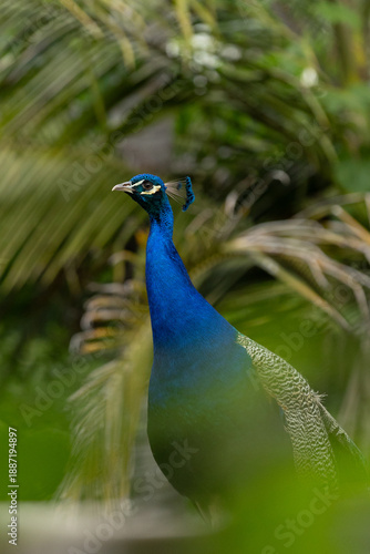 Wallpaper Mural Peacock Standing in Natural Habitat Torontodigital.ca