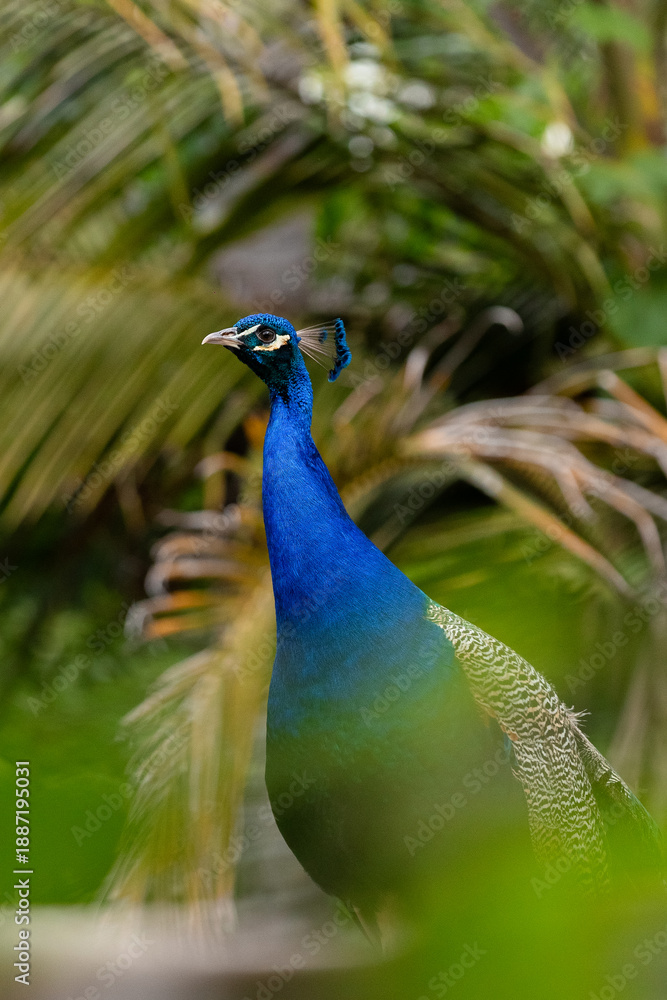 custom made wallpaper toronto digitalPeacock Standing in Natural Habitat