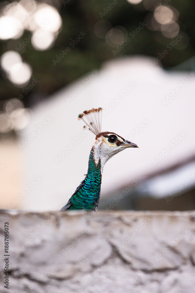 custom made wallpaper toronto digitalPeacock Standing in Natural Habitat