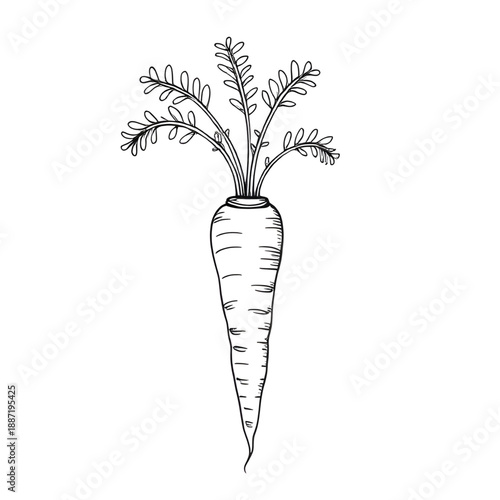carrot, vegetable, food, root, healthy, nutrition, vegan, vegetarian, organic, fresh, farm, agriculture, harvest, garden, plant, cooking, ingredient, kitchen, diet, fiber, outline, lineart, line, stro