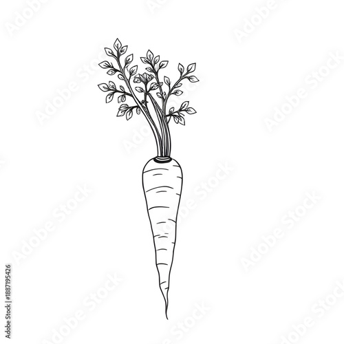 carrot, vegetable, food, root, healthy, nutrition, vegan, vegetarian, organic, fresh, farm, agriculture, harvest, garden, plant, cooking, ingredient, kitchen, diet, fiber, outline, lineart, line, stro