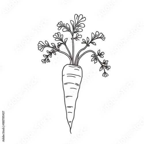 carrot, vegetable, food, root, healthy, nutrition, vegan, vegetarian, organic, fresh, farm, agriculture, harvest, garden, plant, cooking, ingredient, kitchen, diet, fiber, outline, lineart, line, stro