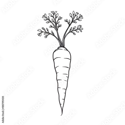 carrot, vegetable, food, root, healthy, nutrition, vegan, vegetarian, organic, fresh, farm, agriculture, harvest, garden, plant, cooking, ingredient, kitchen, diet, fiber, outline, lineart, line, stro