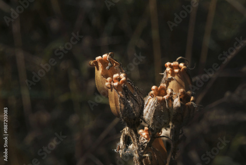 Macro of Dried Silene Seed Pods.j
