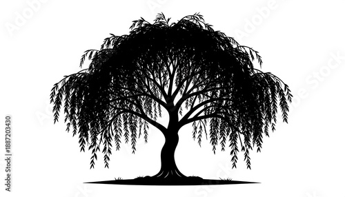 Silhouette of a Weeping Willow Tree Against a White Background.
