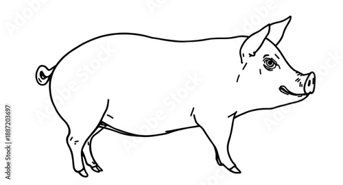 pig, pigoutline, pigsketch, pigdrawing, farmanimal, livestock, animal, hog, piglet, agriculture, farming, rural, barn, outline, lineart, line, sketch, handdrawn, vector, illustration, doodle, contour,