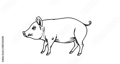 pig, pigoutline, pigsketch, pigdrawing, farmanimal, livestock, animal, hog, piglet, agriculture, farming, rural, barn, outline, lineart, line, sketch, handdrawn, vector, illustration, doodle, contour,