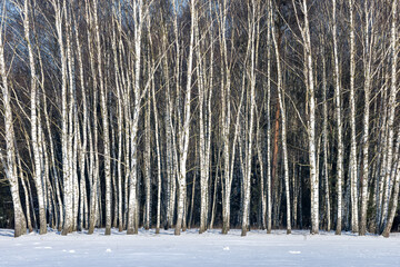 Fotobehang Berkenbos Berkenbos in Poolse februarivorst  © Ella