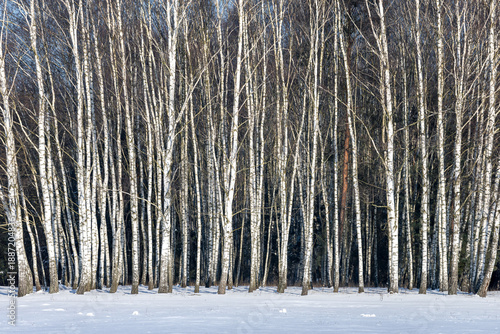 Wallpaper Mural A birch grove on a snowy winter day. Fields covered in snow. Poland, frosty February. Torontodigital.ca