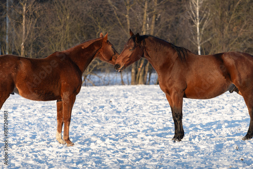 Wallpaper Mural A pair of bay horses show off their equine friendship on a snowy winter day in the paddock. Torontodigital.ca