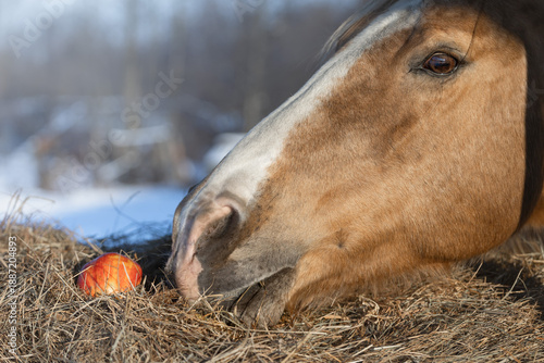 Wallpaper Mural Horses Eat Apples and Carrots in Winter. Horse Feeding in a Snowy, Cold Winter Torontodigital.ca