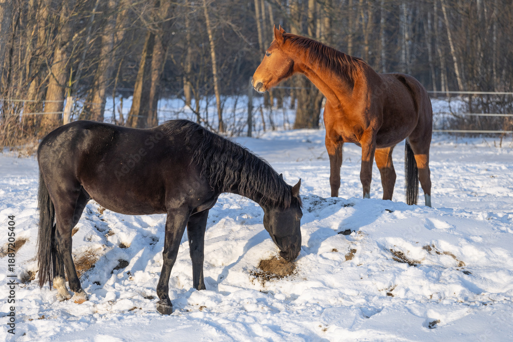 custom made wallpaper toronto digitalHorses Eat Soil from Under the Snow. The Problem of Dietary Deficiencies in Winter