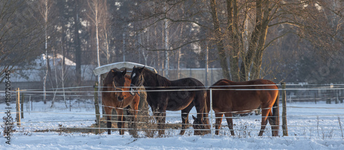 Wallpaper Mural A herd of horses at a hayloft with a forest in the background. A snowy, frosty winter day. Banner Torontodigital.ca
