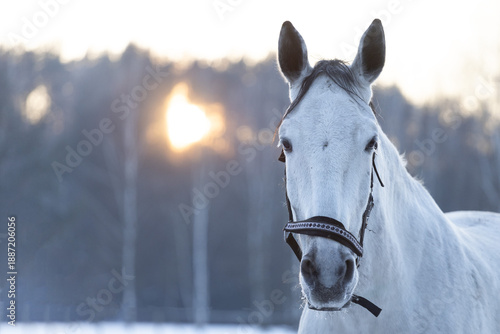 Wallpaper Mural Portrait of a beautiful white horse in a snowy, frosty winter. Outdoors. Evening sunset with a forest in the background. Torontodigital.ca