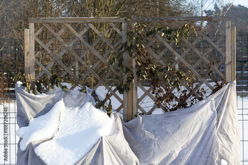 Wallpaper Mural A climbing rose in the garden protected from frost during a snowy, frosty winter Torontodigital.ca