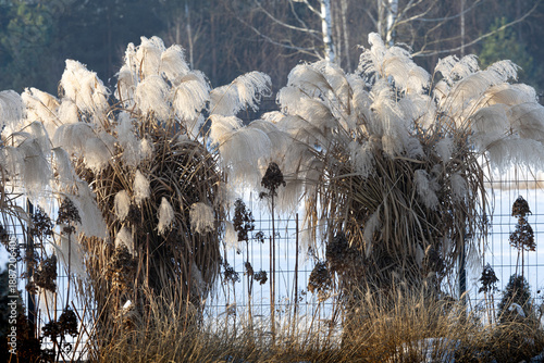 Wallpaper Mural Snow Garden in Frosty Winter. Miscanthus Plants. Protecting Plants from Frost in January Torontodigital.ca