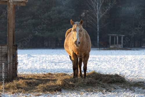 Wallpaper Mural Silhouette of a palomino horse in a snowy winter with a forest in the background, next to a hay rack Torontodigital.ca
