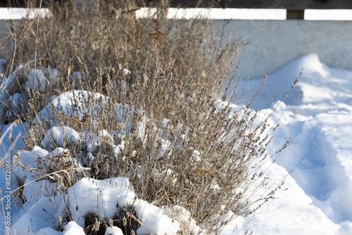 Wallpaper Mural Lavender bushes under snow. Protecting garden plants from freezing during a frosty winter. Torontodigital.ca