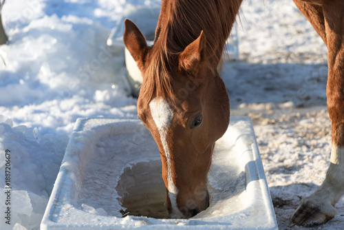 Wallpaper Mural A horse drinks water from a frozen container. Watering horses in a cold, snowy winter. Torontodigital.ca