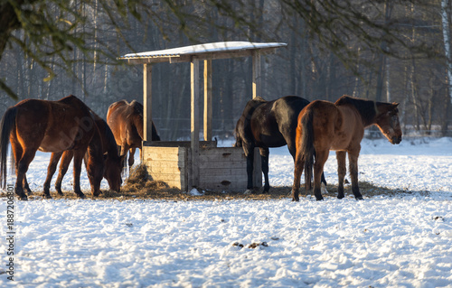 Wallpaper Mural Horses eating hay from a feeder in winter. A real outdoor winter scene. Torontodigital.ca