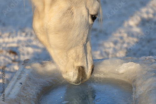 Wallpaper Mural A white horse's head next to a tank of frozen drinking water. Watering horses outdoors in winter. Horse breeding in a snowy, frosty winter. Torontodigital.ca