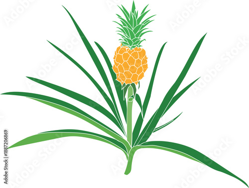 Pineapple plant (Ananas comosus) with ripe pineapple fruit and green leaves isolated on white background