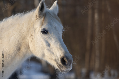 Wallpaper Mural the eye of a beautiful white purebred Arabian horse of Polish breeding. Banner background Torontodigital.ca
