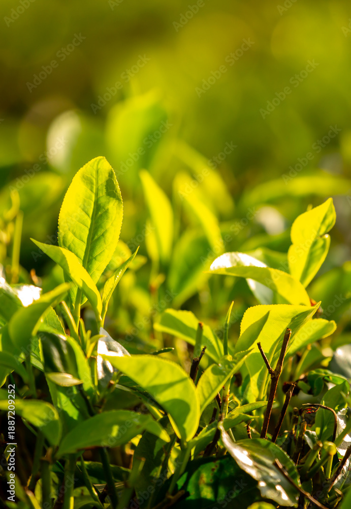 Obraz premium A close-up of fresh tea leaves on a plantation. Industrial tea cultivation in Sri Lanka. Close-up of tea bushes.