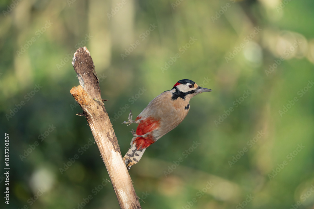 Fototapeta premium great spotted Woodpecker Dendrocopos major climbing on tree trunk or in flight