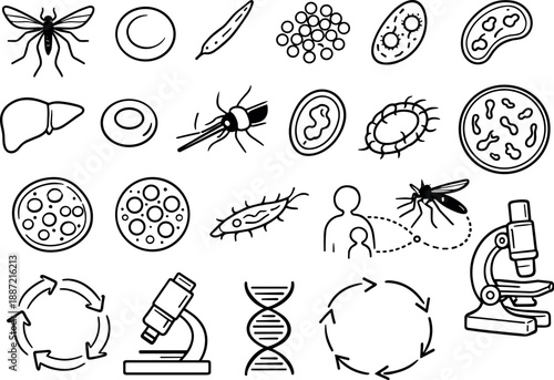 Malaria Life Cycle Diagram. Line style icons of malaria life cycle diagram: mosquito silhouette, human blood cell, sporozoite,
