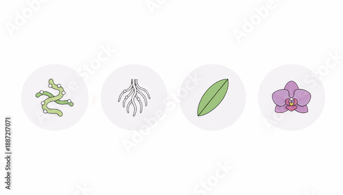 Orchid plant parts icon set. Botanical vector illustration of a flower, leaf, and root system. Educational biology infographic elements
