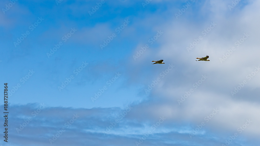 Fototapeta premium Flying greylag geese, wild waterfowl in Dalvik, North Iceland