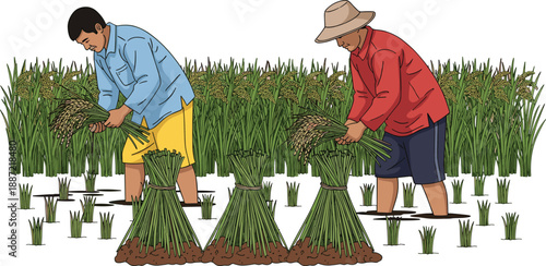 Two farmers harvesting rice vector illustration, paddy field workers bundling ripe crops together, traditional agriculture farming and food production concept, isolated flat design