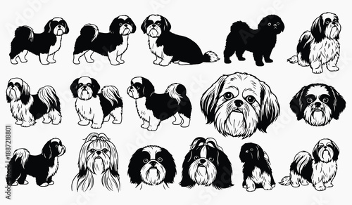 A collection of shih tzu dog illustrations in black and white