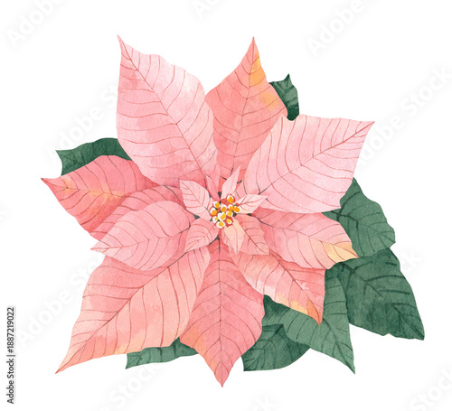 The flower of the poissentia is pink. Aquarel illustration, poster.