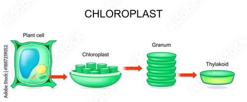 Plant cell anatomy. Chloroplast and Granum structure. Cross section of Thylakoid