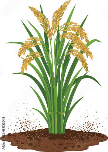 Rice plant vector illustration, ripe paddy crop growing in soil with golden grains, agriculture farming and food production concept, isolated flat design