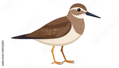 Illustration of a Cute Killdeer Bird Standing on the Ground.